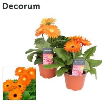 image GERBERA ORANGE DECORUM