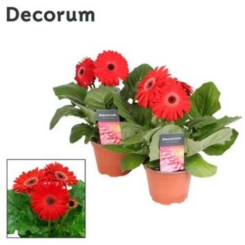 image GERBERA ROUGE DECORUM