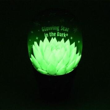 image ECHEVERIA FLUORESCENT