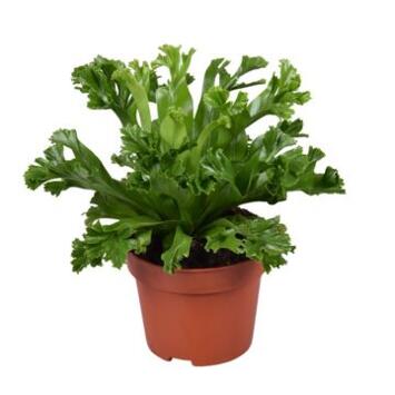 image ASPLENIUM LESLEY