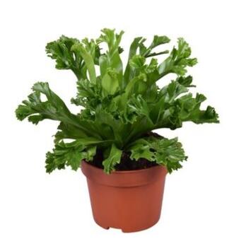 image ASPLENIUM LESLEY