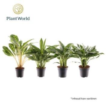 image AGLAONEMA VARIES