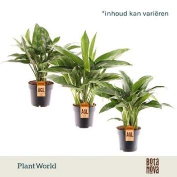 image AGLAONEMA VARIES