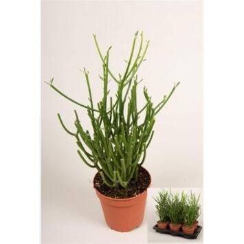 image EUPHORBIA TIRUCALLI