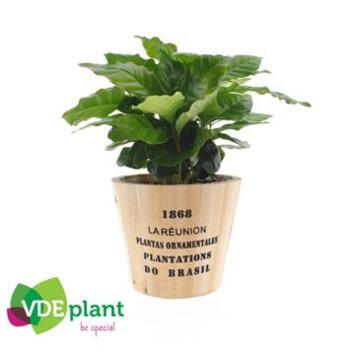 image COFFEA ARABICA P BOIS