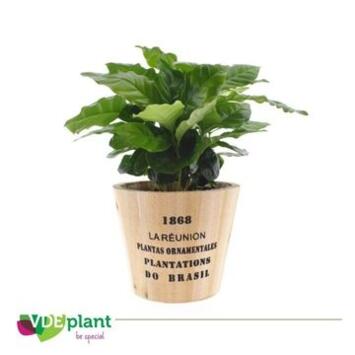 image COFFEA ARABICA P BOIS