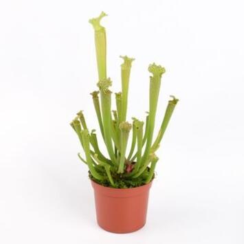 image SARRACENIA FARHAMII