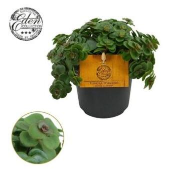 image SEDUM MAKINOI TORNADO