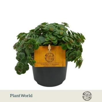 image SEDUM MAKINOI TORNADO
