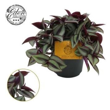 image TRADESCANTIA ZEBRINA PURPUSII