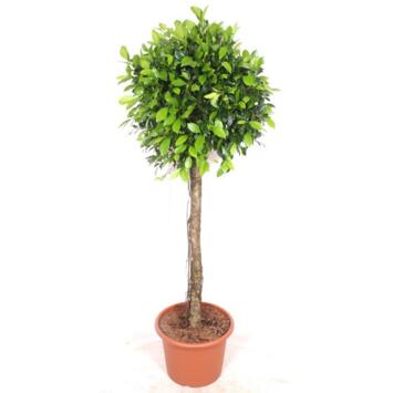 image FICUS NITIDA TIGE
