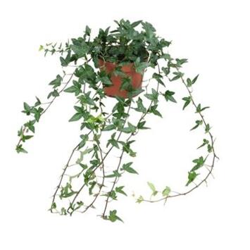 image HEDERA SHAMROCK VERT