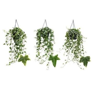 image HEDERA PANACHE VARIES SUSP