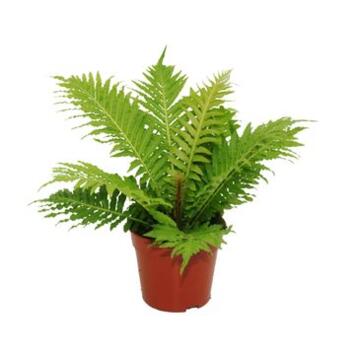 image BLECHNUM