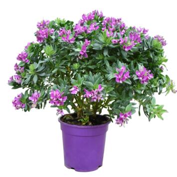 image POLYGALA MYRTIFOLIA P COLORE