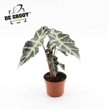 image ALOCASIA POLLY
