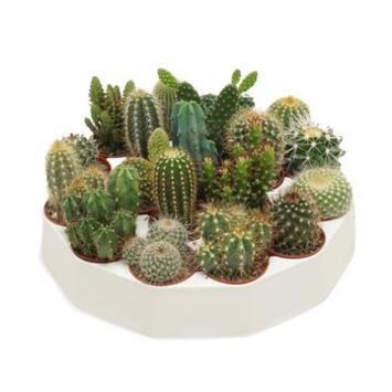 image CACTUS VARIES