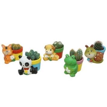 image CACTUS VARIES CERAM DECO