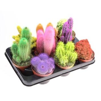 image CACTUS VARIES TEINTE
