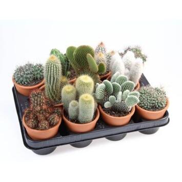 image CACTUS VARIES P TERRE