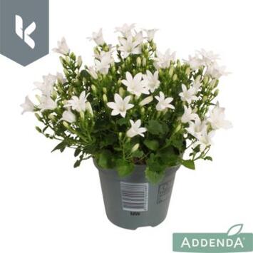 image CAMPANULE AMBELLA BLANC