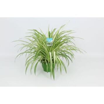image CHLOROPHYTUM VITTATUM SUSP