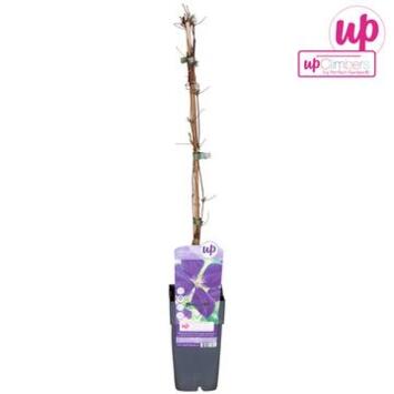 image CLEMATITE JACKMANII 4 TUTEURS