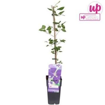 image CLEMATITE JACKMANII 4 TUTEURS