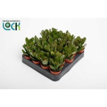 image CRASSULA OVATA ARGENTEA