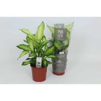 image DIEFFENBACHIA SUMMER STYLE
