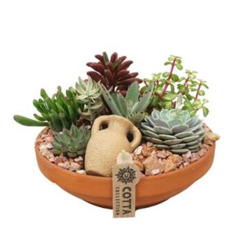 image SUCCULENTES X7 COUPE TERRE