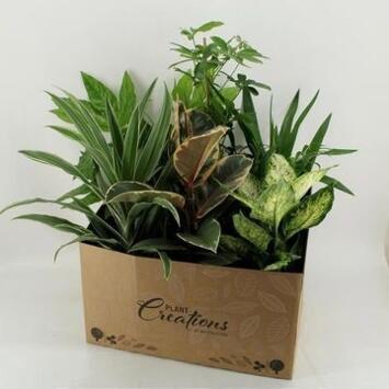 image PLANTES VERTES VARIEES CARTON