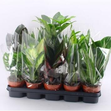 image PLANTES VERTES VARIEES