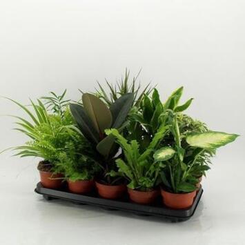 image PLANTES VERTES VARIEES