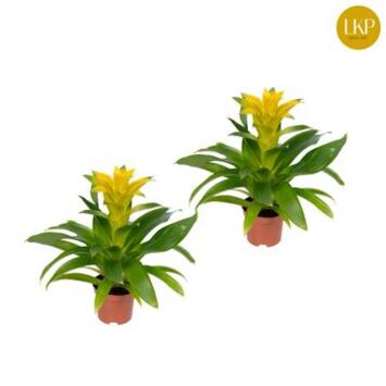 image GUZMANIA DIANA JAUNE