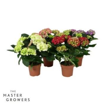 image HORTENSIA 5FL VARIES