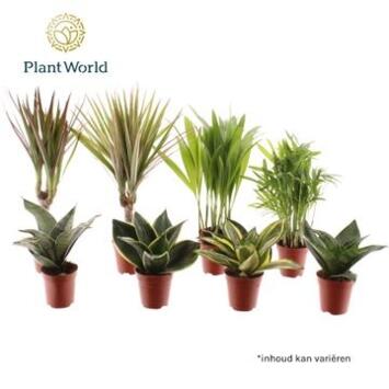 image PLANTES VERTES VARIEES