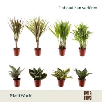 image PLANTES VERTES VARIEES