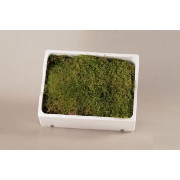 image MOUSSE PLATE