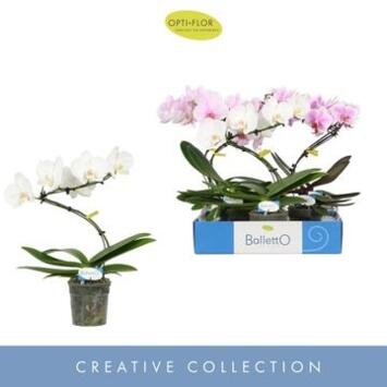 image PHALAENOPSIS 1BR BALLETTO VARIES
