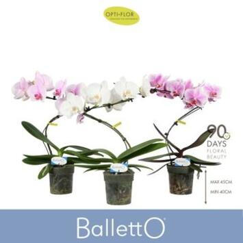image PHALAENOPSIS 1BR BALLETTO VARIES