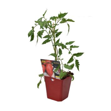 image TOMATE GREFFEE ANDINE CORNUE