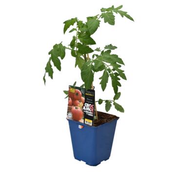 image TOMATE GREFFEE MAESTRIA