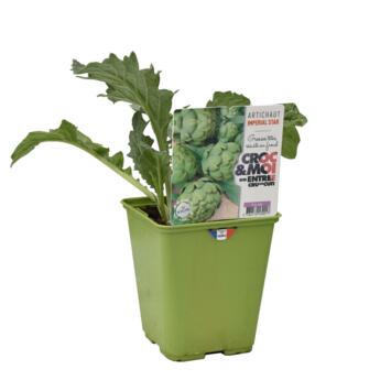 image ARTICHAUT GROS VERT DE LAON