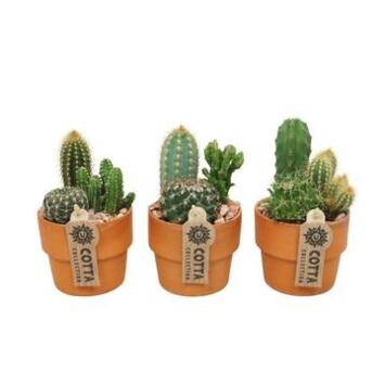 image CACTUS X3 P TERRE