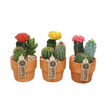 image CACTUS X3 P TERRE