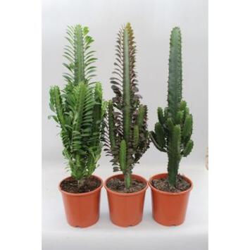 image EUPHORBIA DESERT