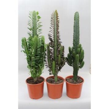image EUPHORBIA DESERT