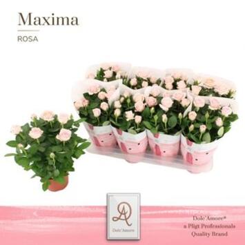 image ROSIER AMOROSA ROSE
