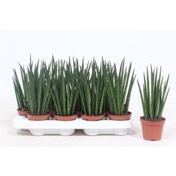 image SANSEVIERIA BACULARIS